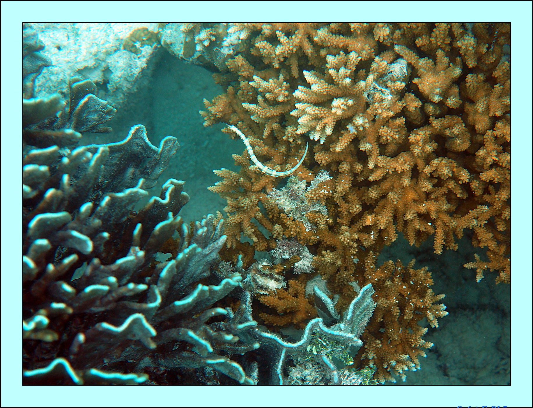 2022 - 07 - snorkeling Maldives - 004